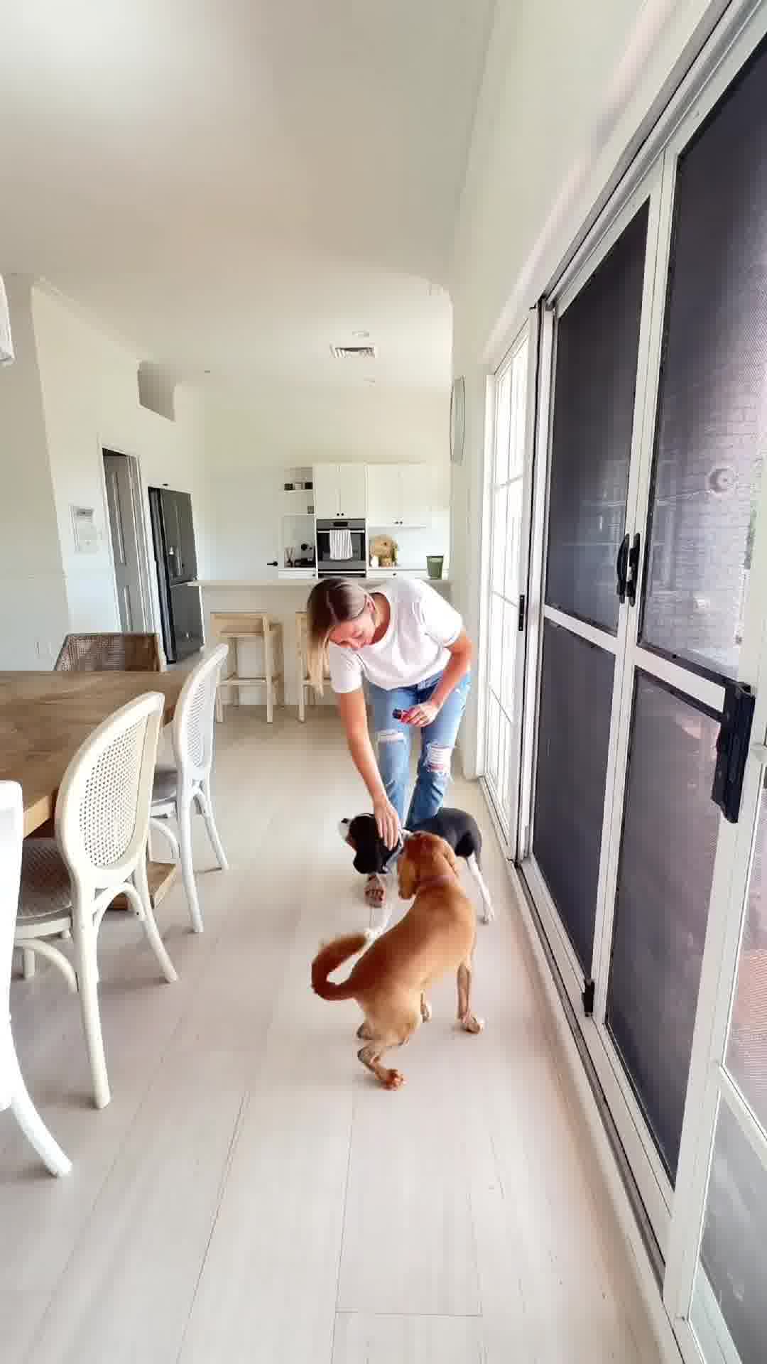 Better Behavior In Seconds. 🐶🔇